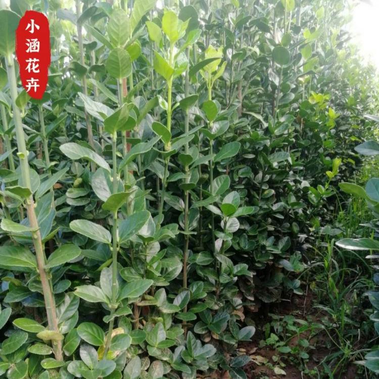 优质供应北海道黄杨  绿化工程  绿篱专用   北海道黄杨基地直销