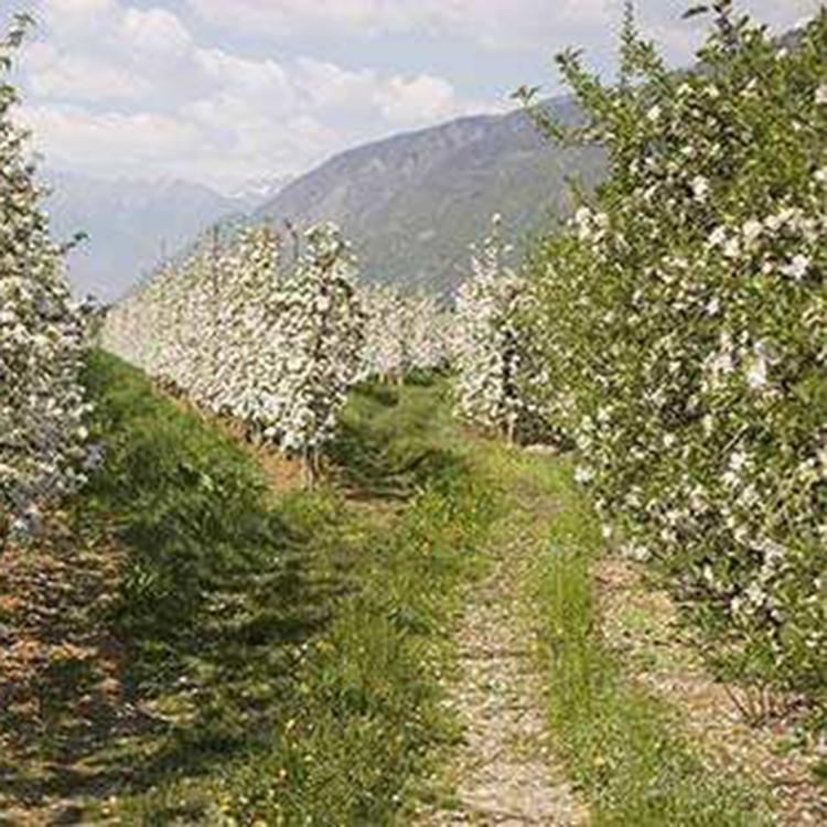 价格合理 苹果树 苹果树价格