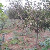 苹果树培育基地 青州苹果树苗 长势好