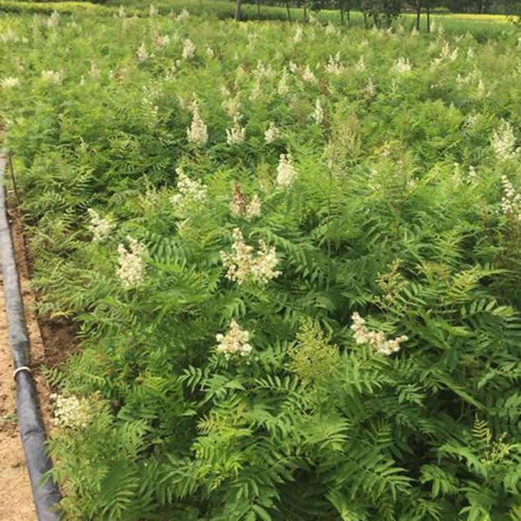 珍珠梅种植基地 苗圃批发 珍珠梅小苗