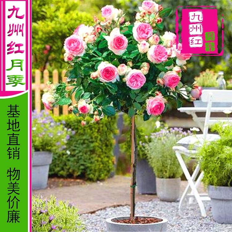 九州红月季树价格 月季树批发价格 树型月季价格 树状月季三公分价格