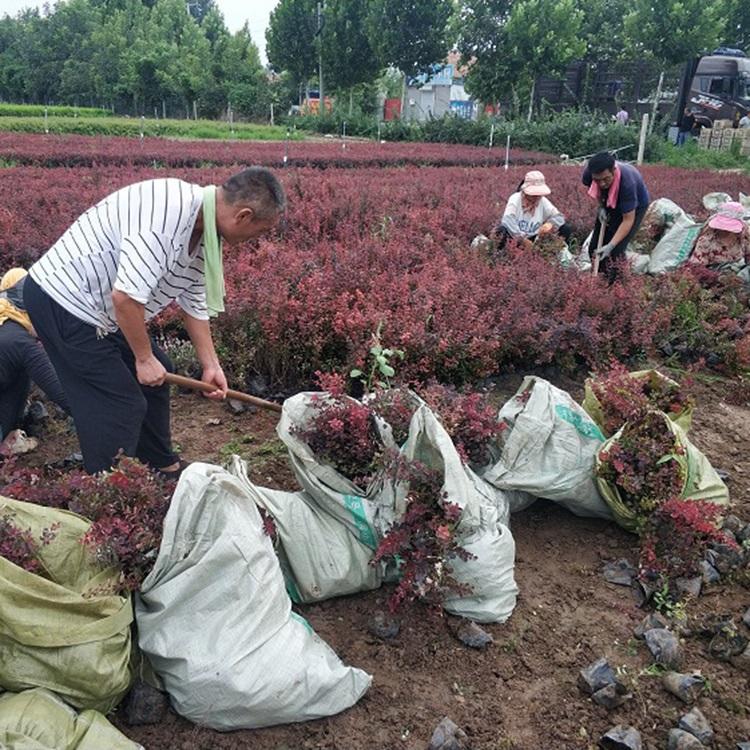 紫叶小檗 青州绿化苗木 基地直销 红叶小檗基地