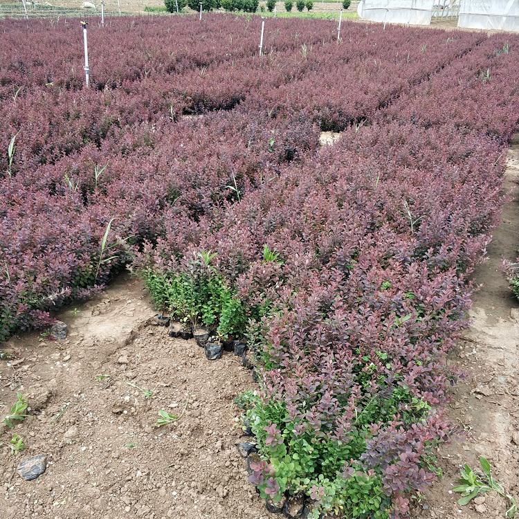 基地大量供应 红叶小檗 红叶小檗批发商