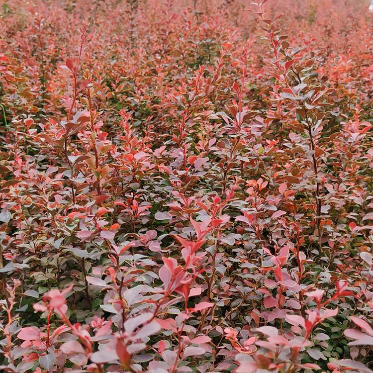 订购找欣美 耐半荫红叶小檗 红叶小檗种植基地