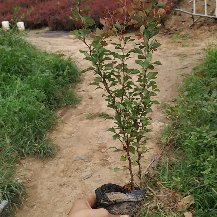 红叶小檗直销 基地直销 青州绿化苗木