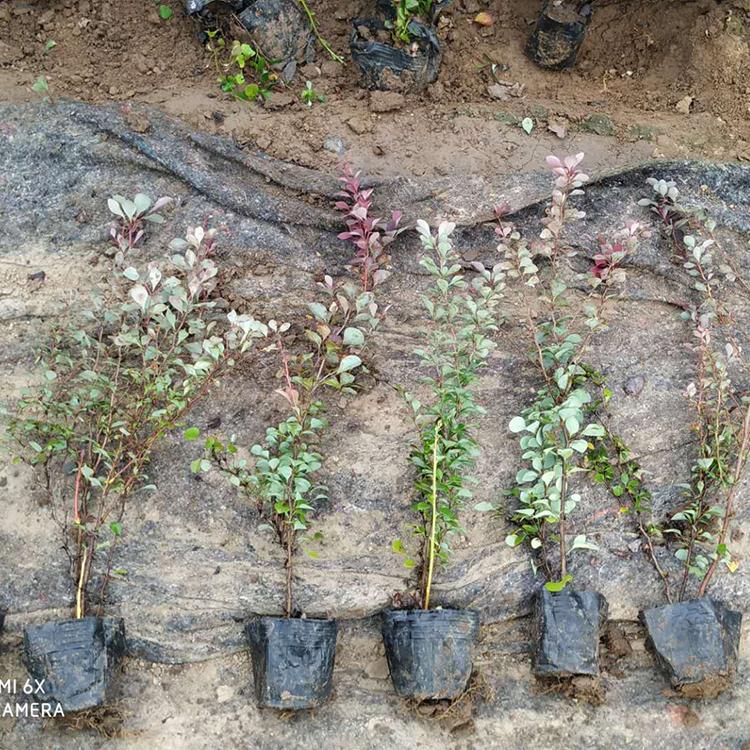 绿化用红叶小檗 青州绿化苗木 基地大量供应 红叶小檗批发商