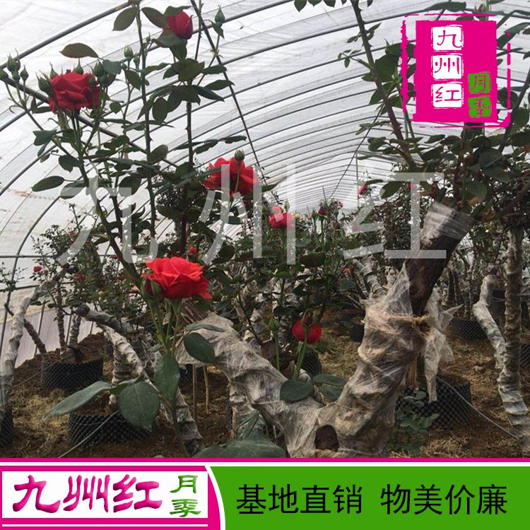 树桩月季 价格月季树桩 购买树桩月季找九州红