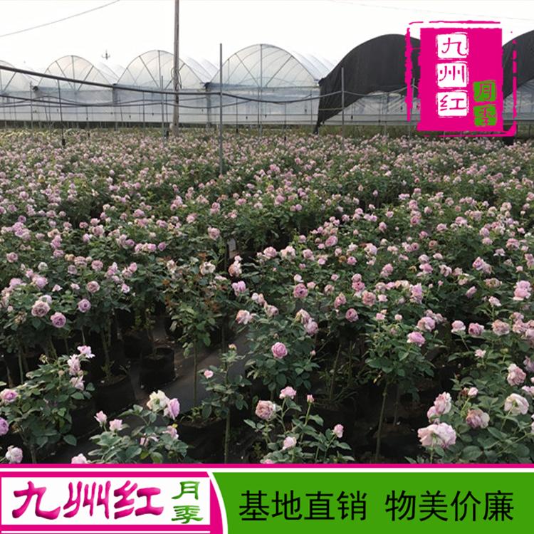 5公分月季树 月季树批发 月季树价格 树状月季苗圃基地供应