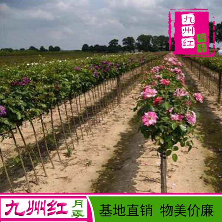 5公分树桩月季 月季树批发价格 河南月季树基地供应