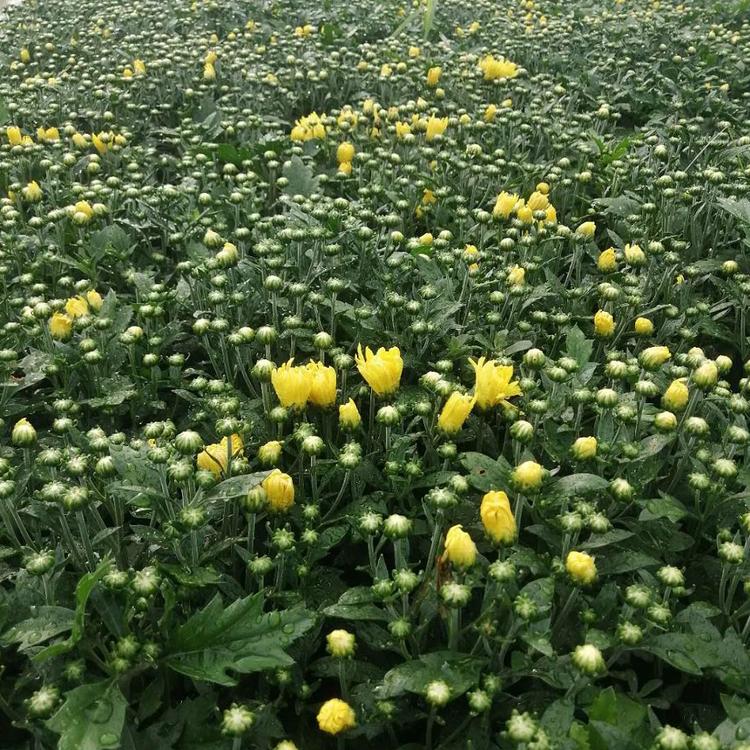 花卉租摆 草花造型 花海造型苗 地邦草花种植基地