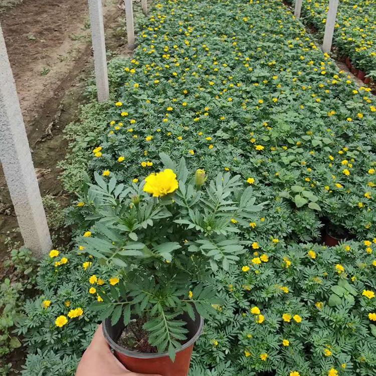 孔雀草价格 山东草花批发 双色盆孔雀草大量供应