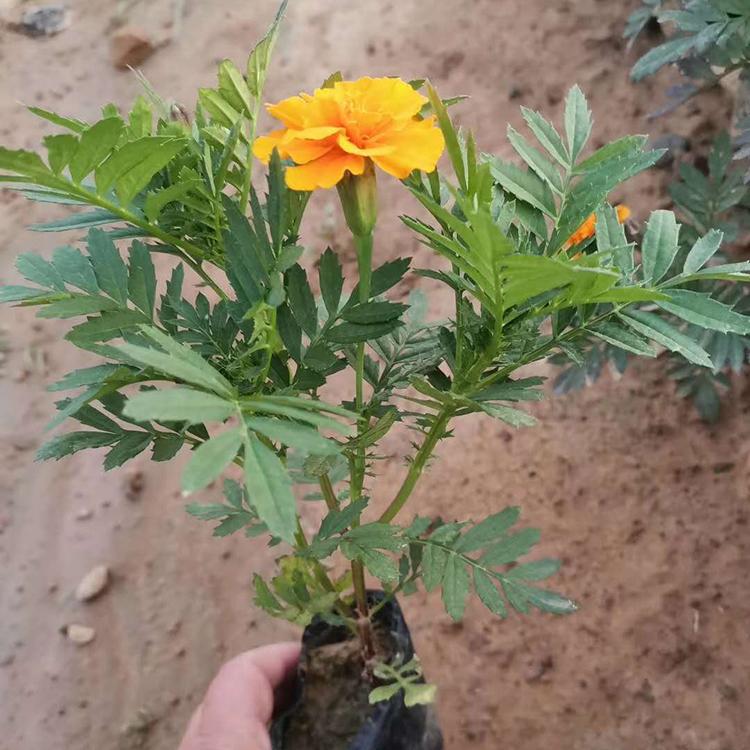 一二年宿根草花 孔雀草苗 青州孔雀草价格