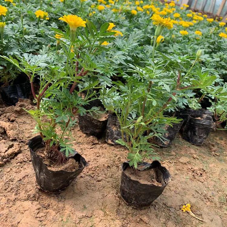 孔雀草苗 一二年宿根草花 孔雀草报价