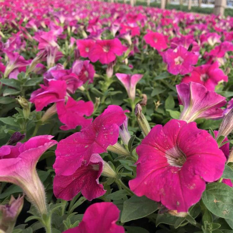 园林景观租摆牵牛花 也可庭院种植 青州牵牛行情