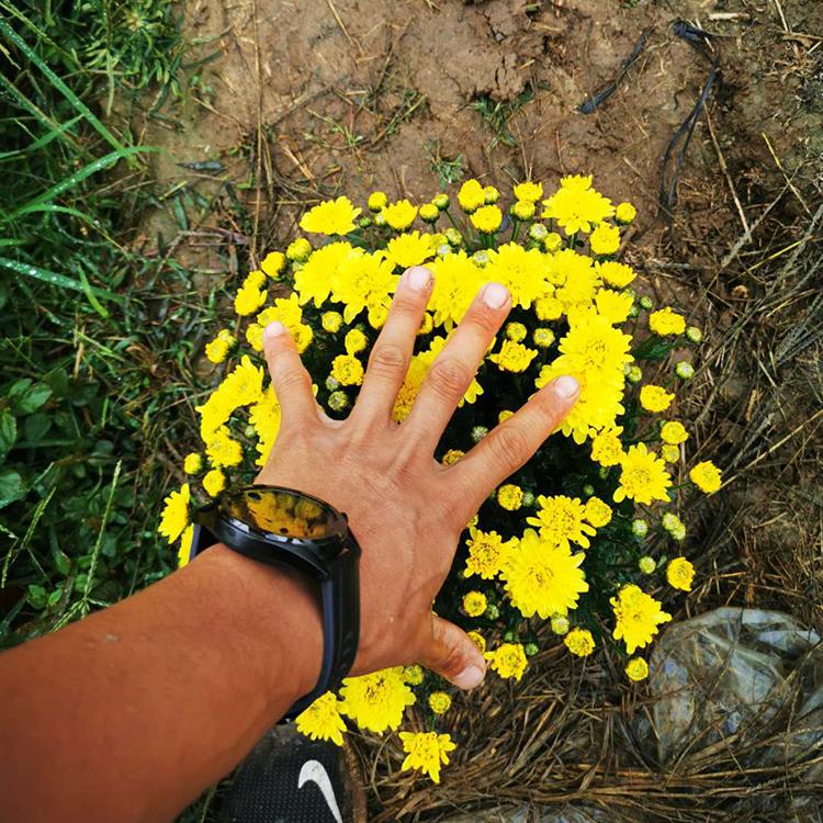 山东宿根花卉基地 供应球菊 价格实惠 球菊盆栽