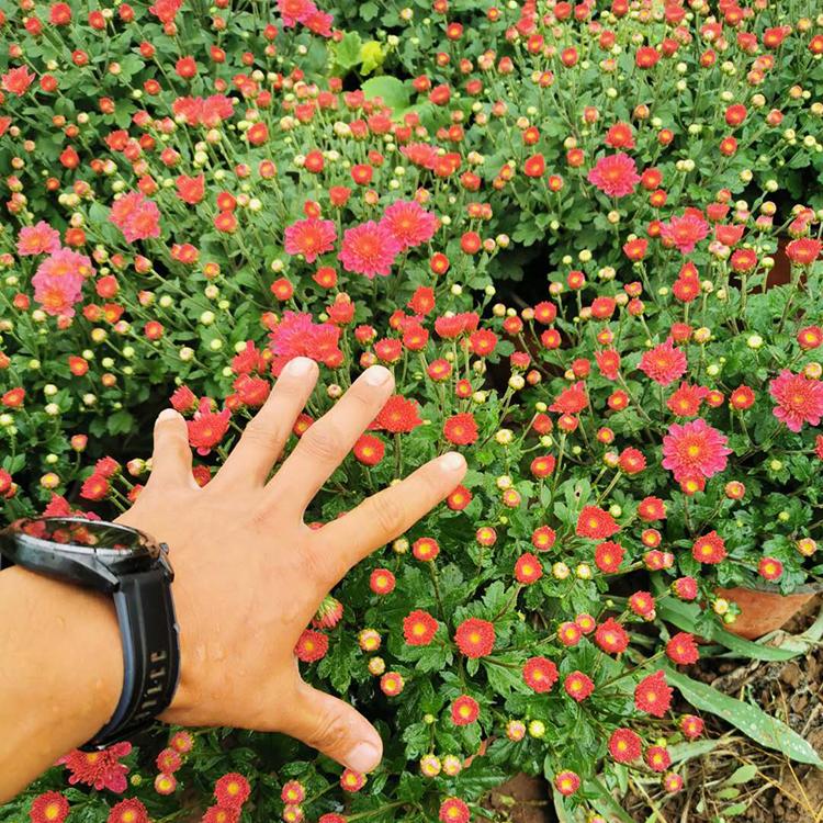 山东宿根花卉 球菊报价 盆栽植物 双色盆球菊