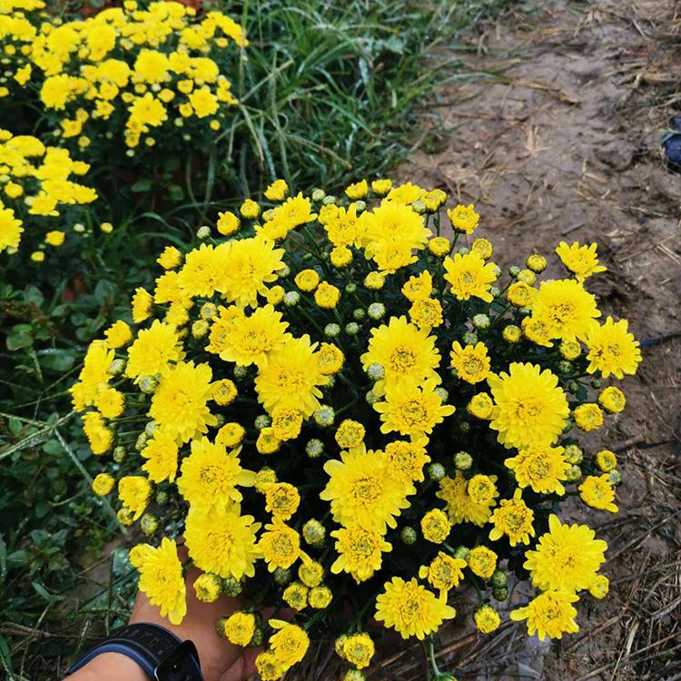 球菊盆栽 基地供应 球菊批发