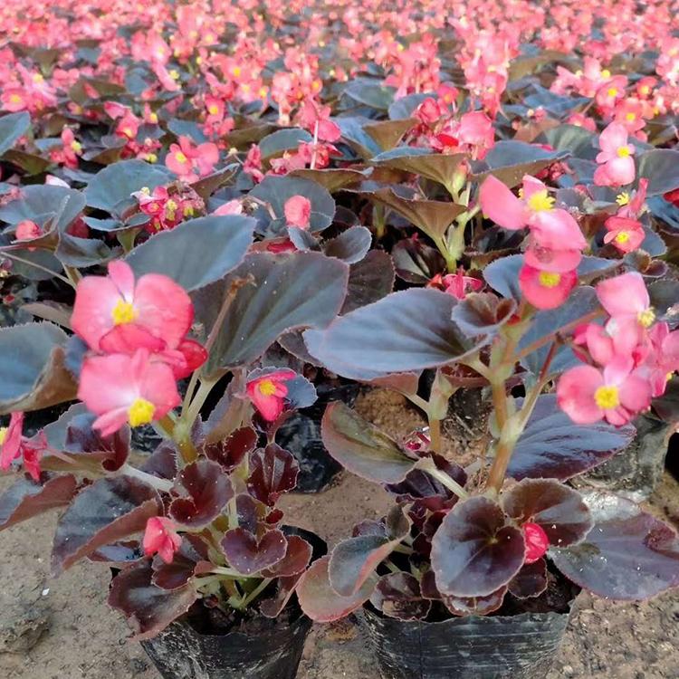 好苗售卖地 四季海棠 四季海棠种植基地