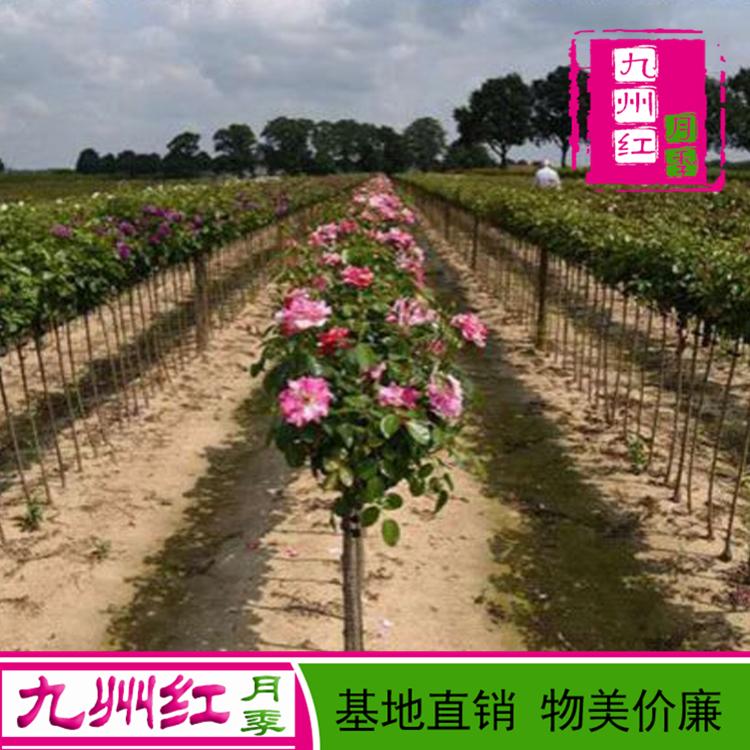 河南月季树种植基地 6公分树桩月季 河南月季树树月季价格
