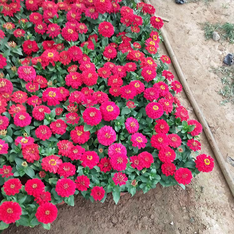 十一花卉百日草  百日草价格  百日草批发报价