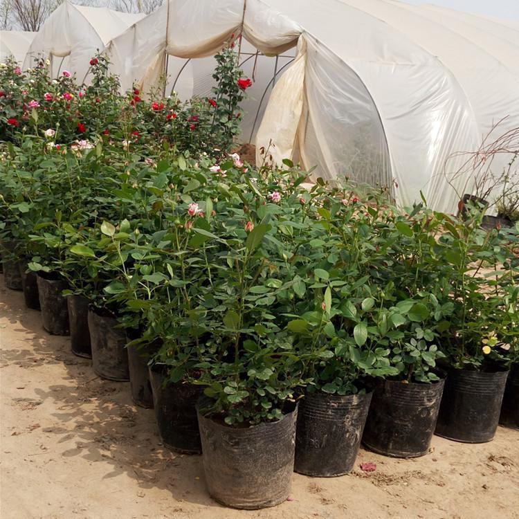 月季种植基地供应 品种月季‘月月红’  月季批发报价