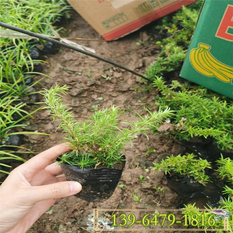 耐寒植物丛生福禄考 宿根福禄考育苗基地 丛生福禄考的花期