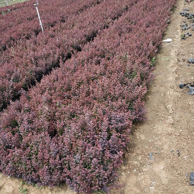 红叶小檗价格 自种植绿化苗木 红叶小檗供应商