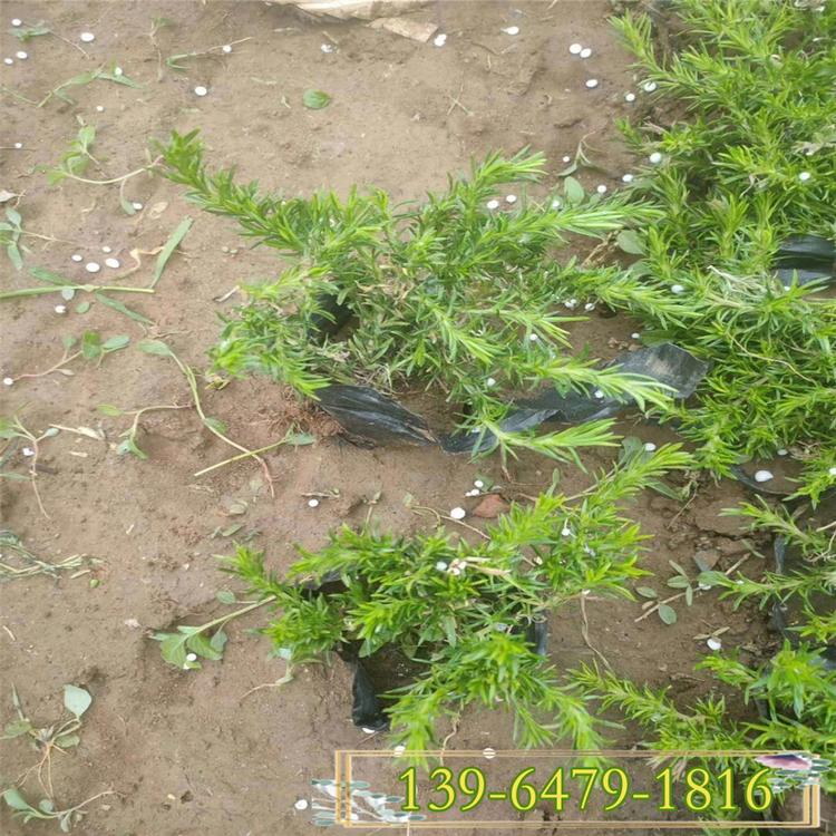 蓝色匍匐福禄考 丛生福禄考颜色 耐寒宿根花卉种植基地