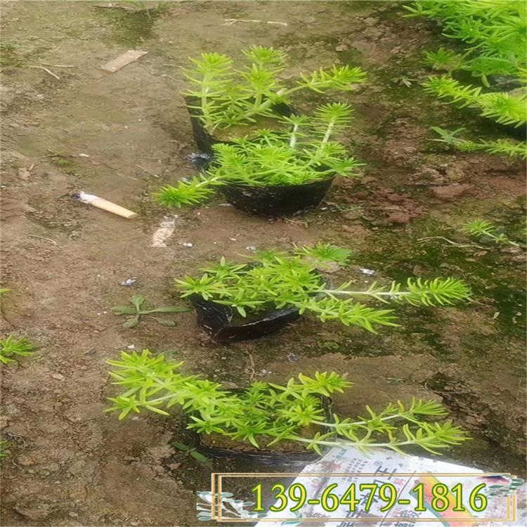 芝樱批发 多年生福禄考 丛生福禄考发芽图片 小区市政工程绿化