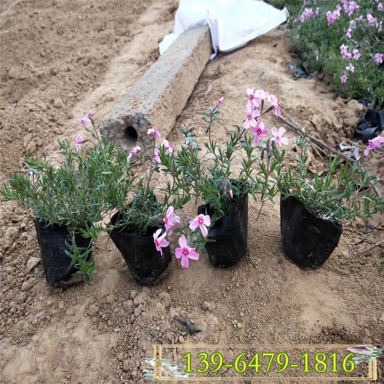 丛生福禄考营养钵苗价格 芝樱价格 耐寒宿根福禄考花海