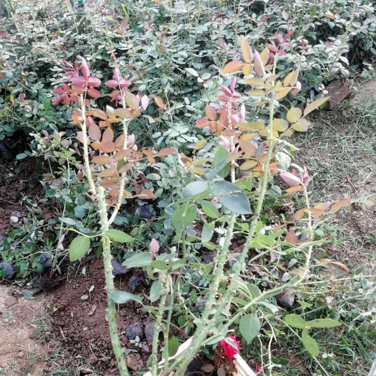 大花月季月季  各种月季供应 丰花月季 小涵花卉