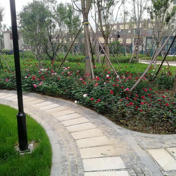 优质大花月季月季  各种月季供应 丰花月季 小涵花卉