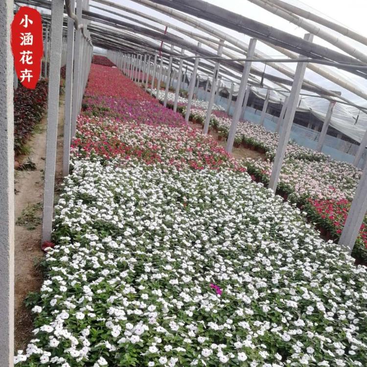 多色天天开   青州供应优质天天开   优质长春花自产自销  小涵花卉
