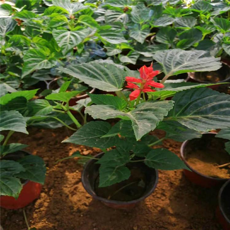 城市绿化用一串红  一串红小苗种植基地  一串红报价
