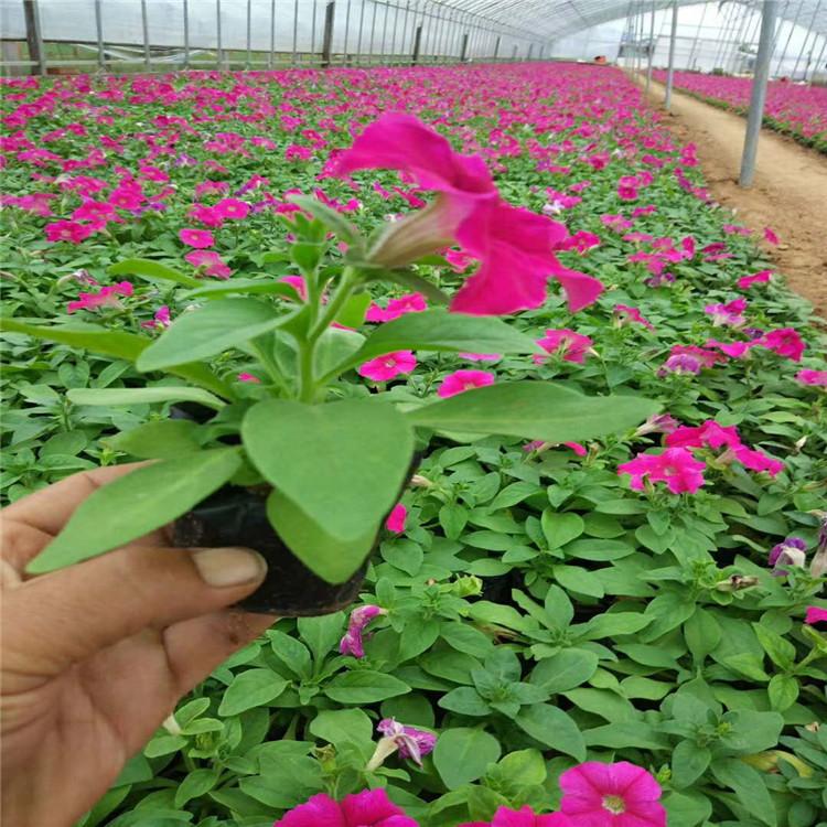 大量出售精品牵牛花  牵牛花小苗种植基地  牵牛花批发报价
