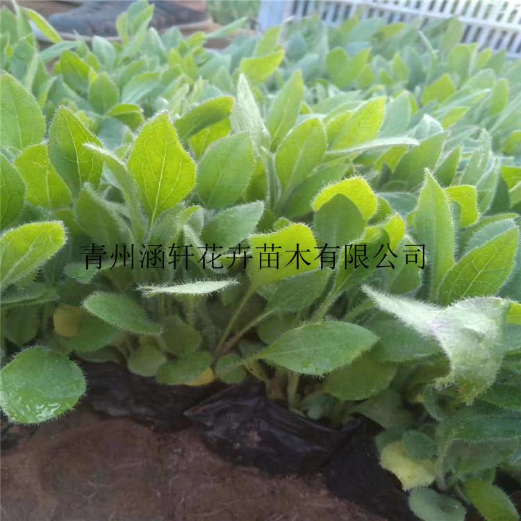 种植黑心菊小苗       批发黑心菊小苗