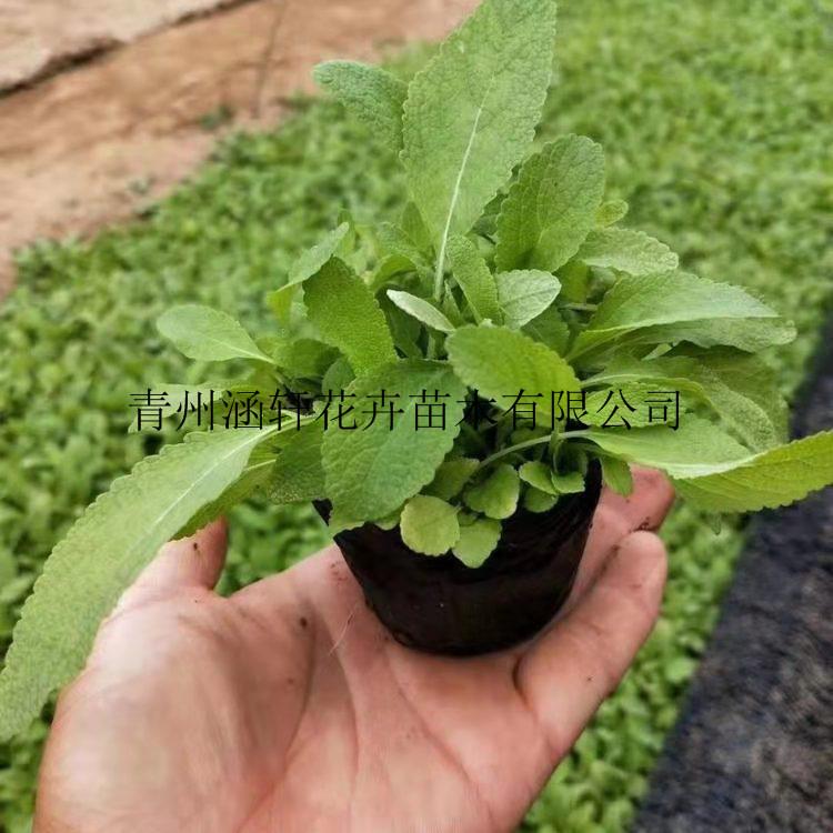 地被鼠尾草种植基地     鼠尾草小苗批发