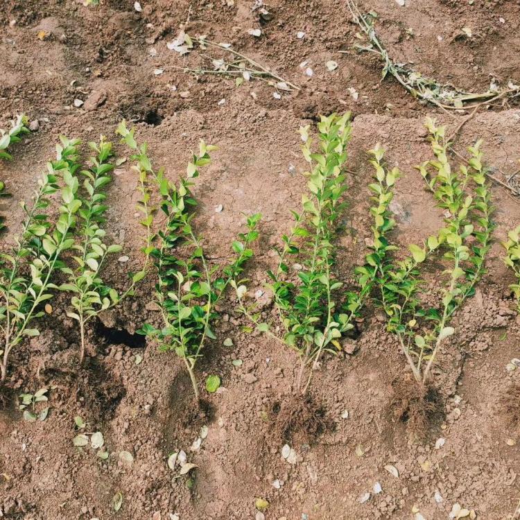天津卫矛直供    卫矛基地   大叶黄杨批发    扶芳藤价格