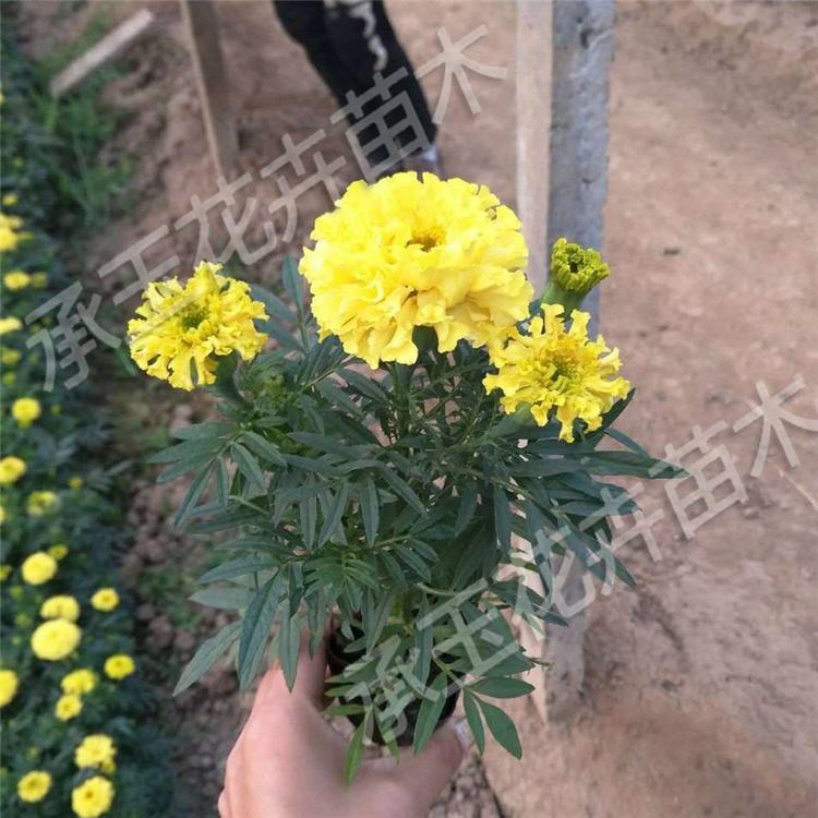 万寿菊批发价 万寿菊景区用苗 国庆菊批发
