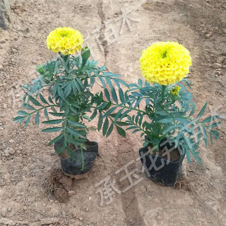 万寿菊量大从优 万寿菊绿化工程苗 国庆菊批发