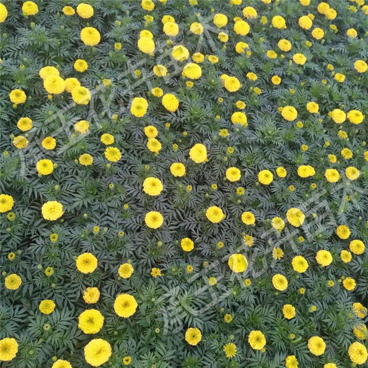 万寿菊常年批发 万寿菊四季草花