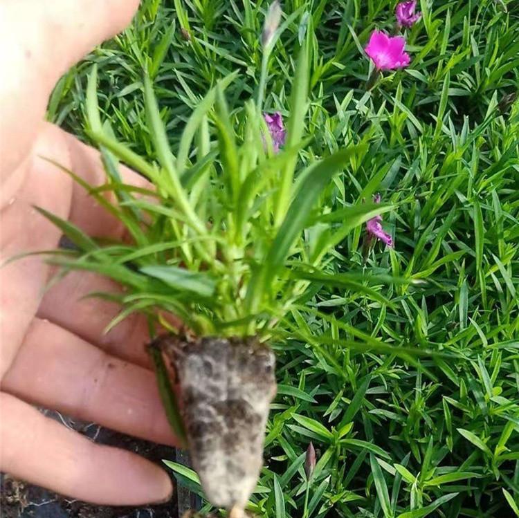 惠博花卉 欧石竹盆栽 长期供应
