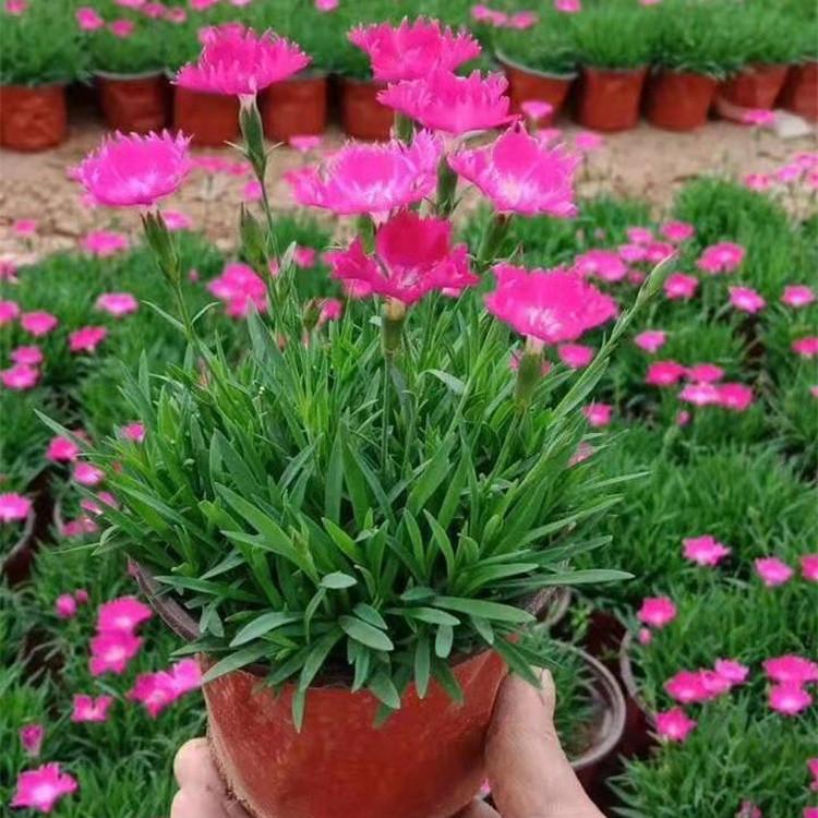 惠博花卉 欧石竹批发 长期供应