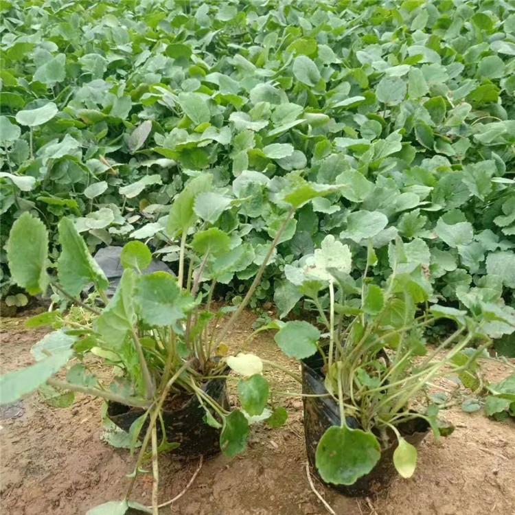 绿化植物二月兰   二月兰供应商量大从优