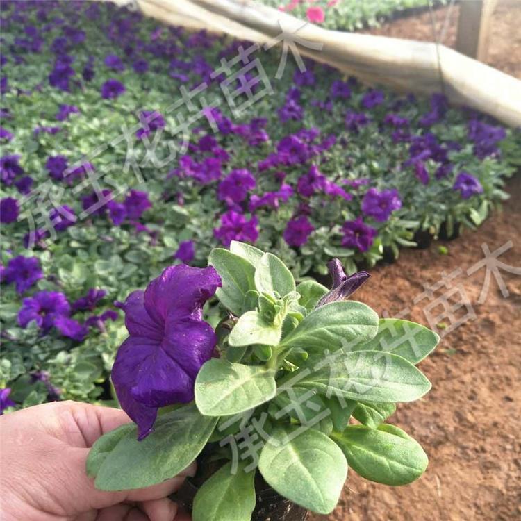 矮牵牛花卉基地 矮牵牛景观花卉