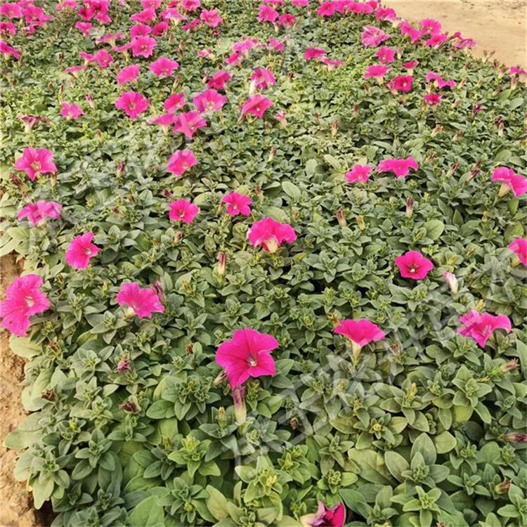 矮牵牛上车价 矮牵牛花海草花