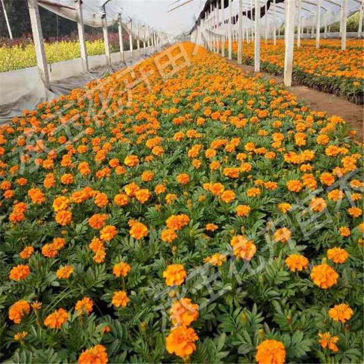 孔雀草种植基地 孔雀草道路用苗