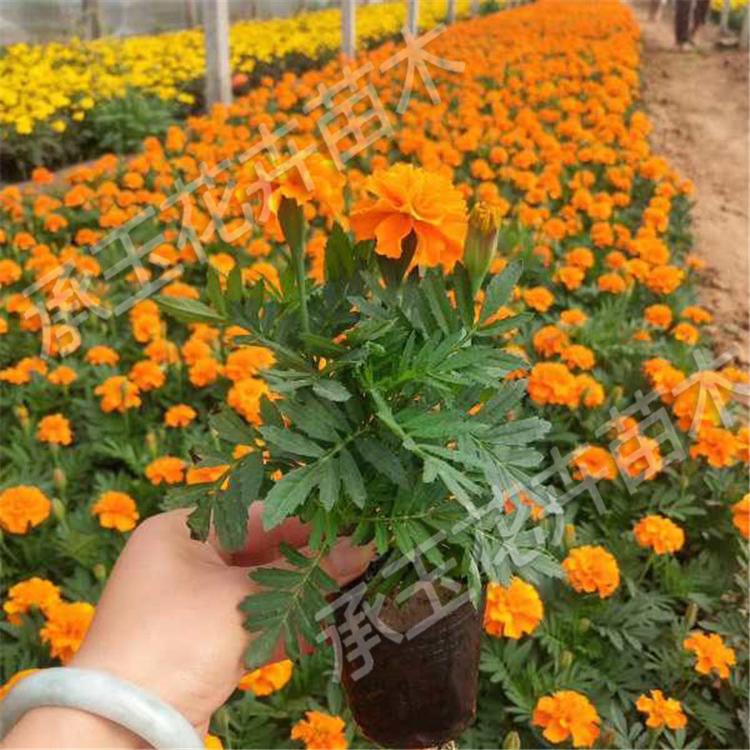 孔雀草上车价 孔雀草工程美化 花卉基地