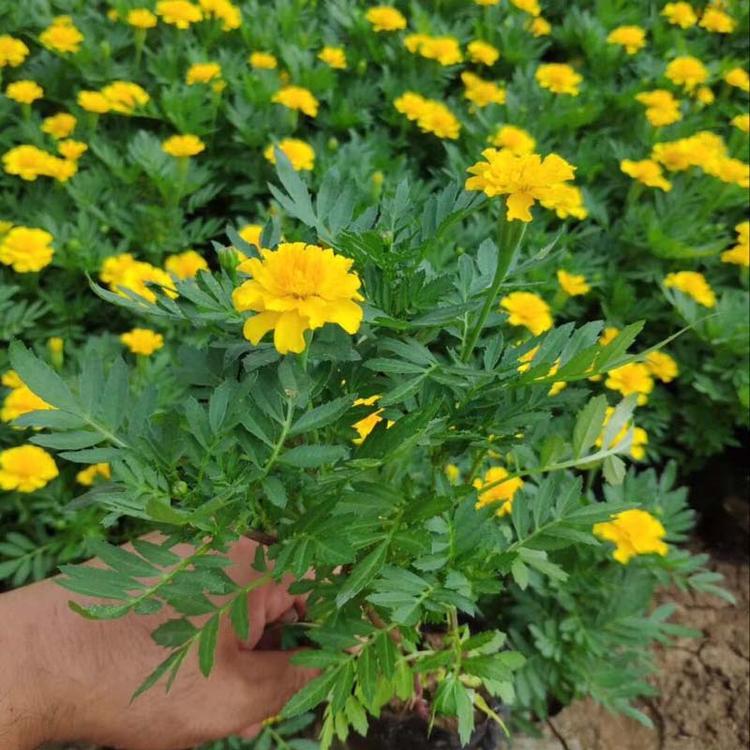 山东孔雀草批发商  孔雀草批发   孔雀草种植基地,
