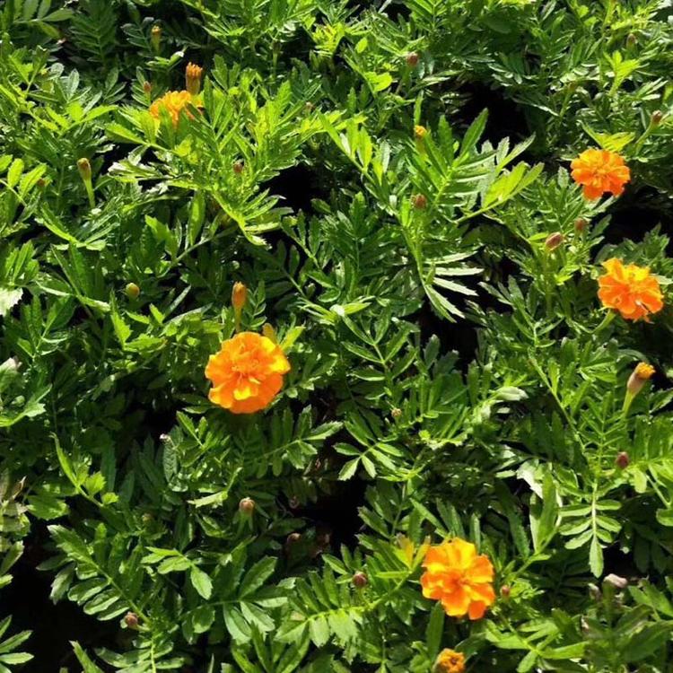 庭园栽培草花孔雀草  孔雀草   孔雀草种植基地,